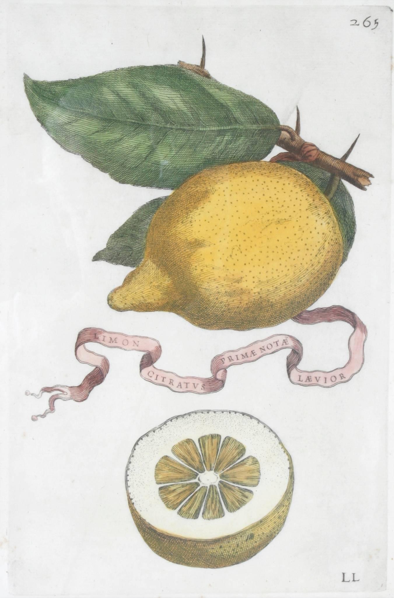 Italian Lemon Botanical Engravings Attributed to Fiovanni Battista Ferrari, c1646 For Sale