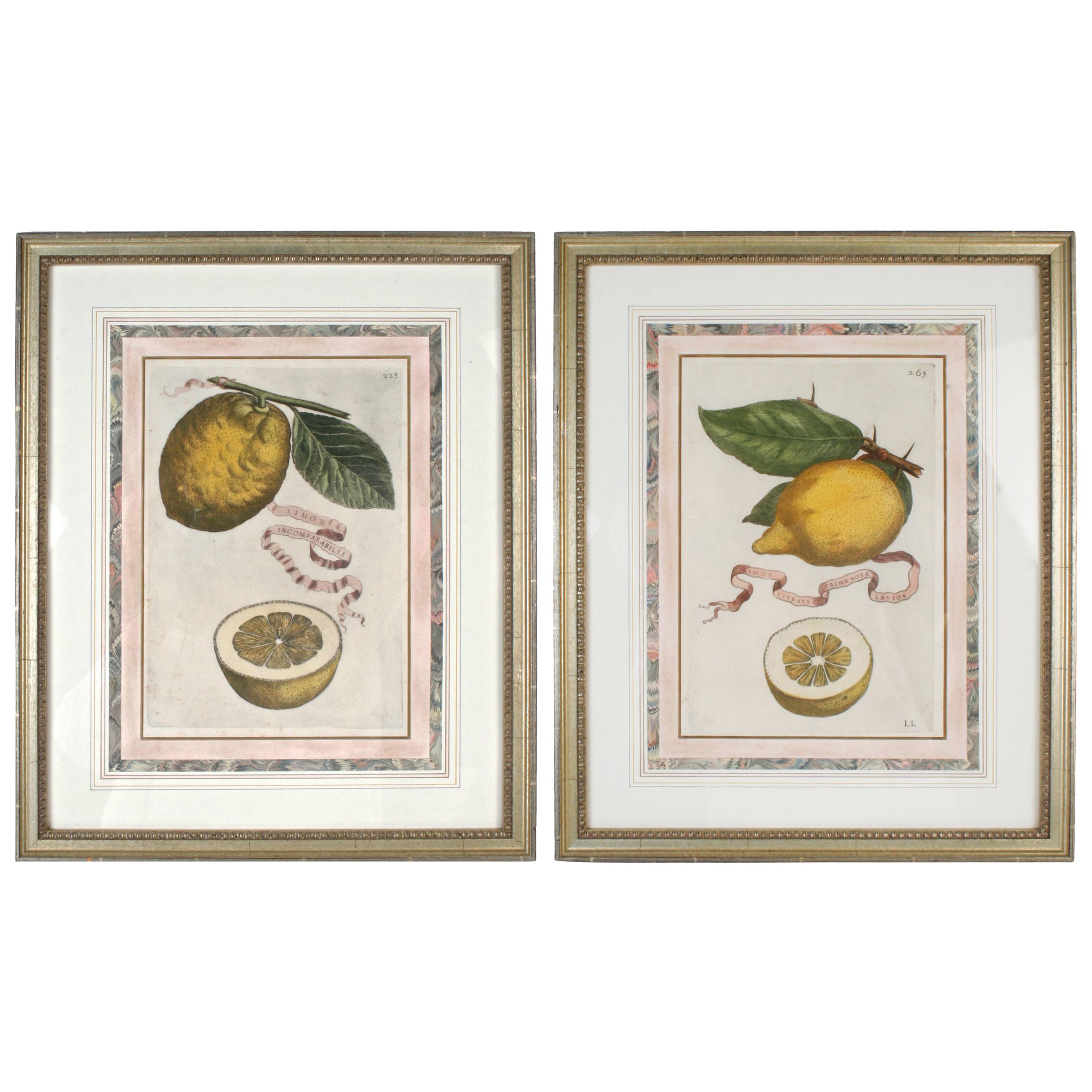Lemon Botanical Engravings Attributed to Fiovanni Battista Ferrari, c1646 For Sale