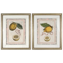 Used Lemon Botanical Engravings Attributed to Fiovanni Battista Ferrari, c1646