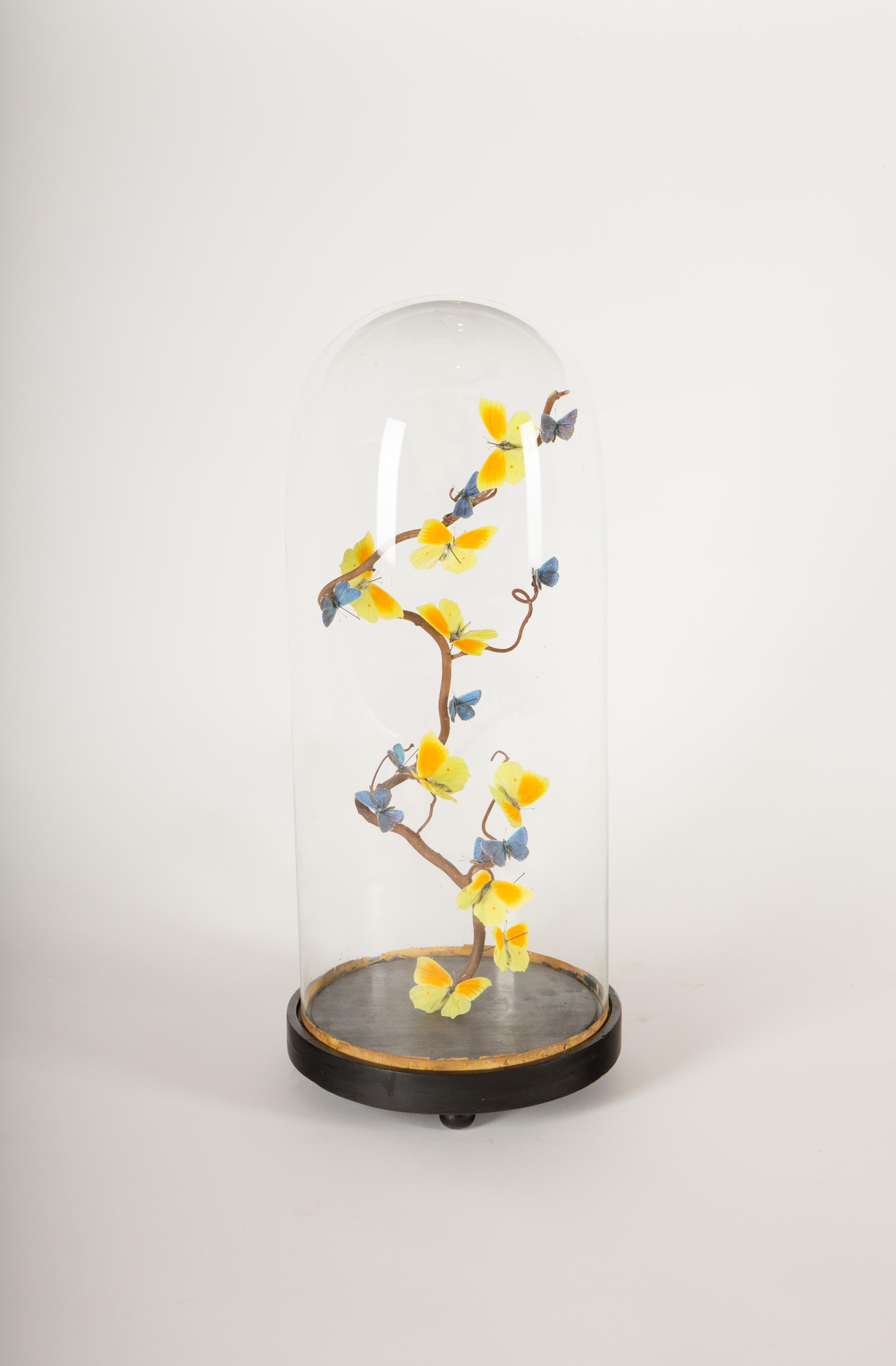 This captivating display features a 19th-century Napoleon III glass dome encasing a contemporary arrangement of Cleopatra and Adonis butterflies in striking yellow and blue hues. The butterflies are artistically positioned along a twisting hazel