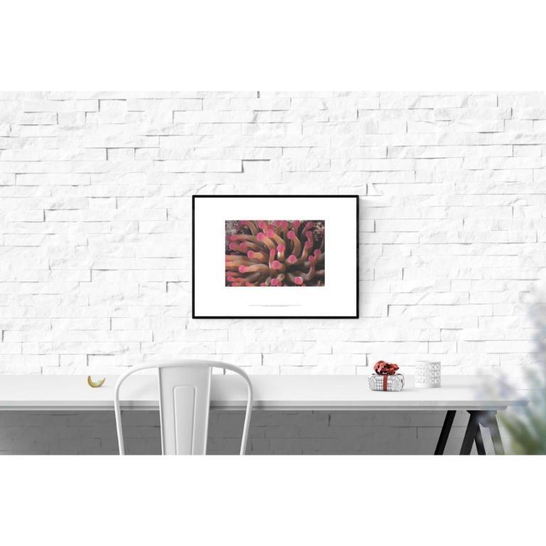 2002 Tentacles of Giant Anemone