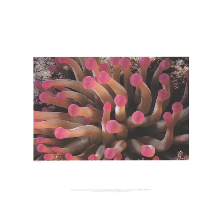 2002 Tentacles of Giant Anemone" - Print by Leni Riefenstahl