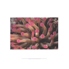 2002 Tentacles of Giant Anemone"