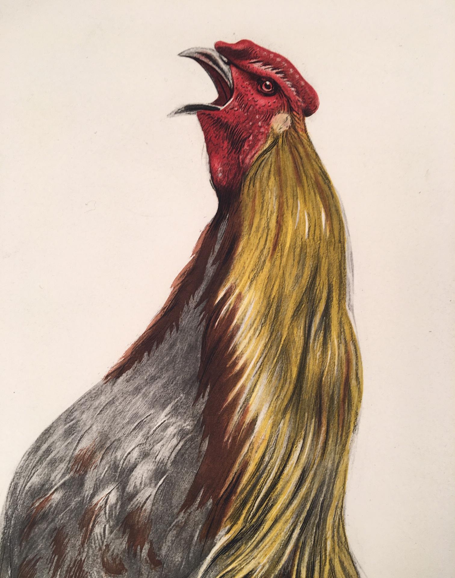 Cock de combat - Print de Leon Danchin