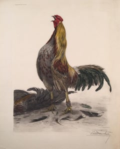 Cock de combat