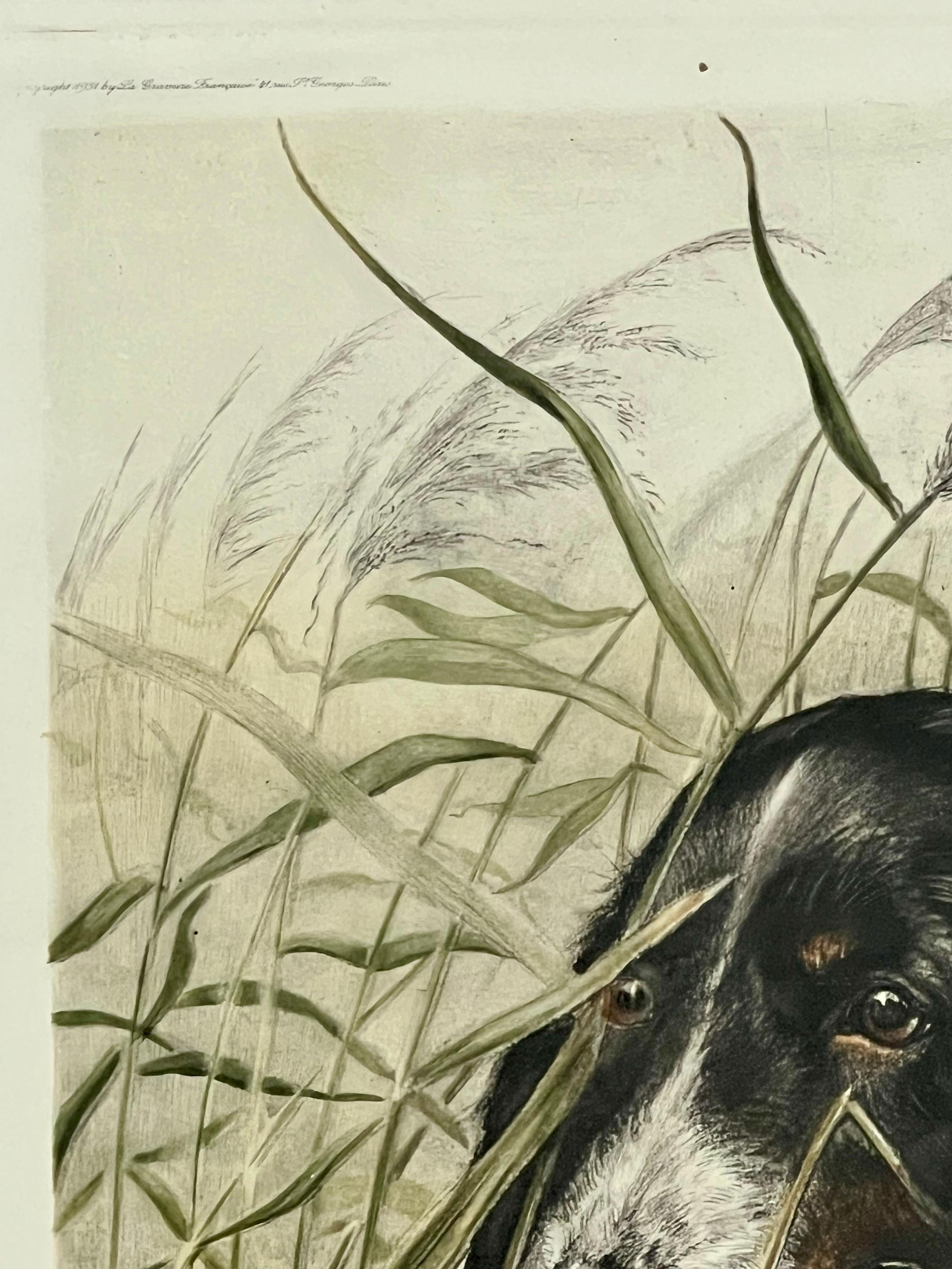 Leon Danchin Dog and Woodcock Original Hand Colored Etching, Signed and Framed For Sale 6