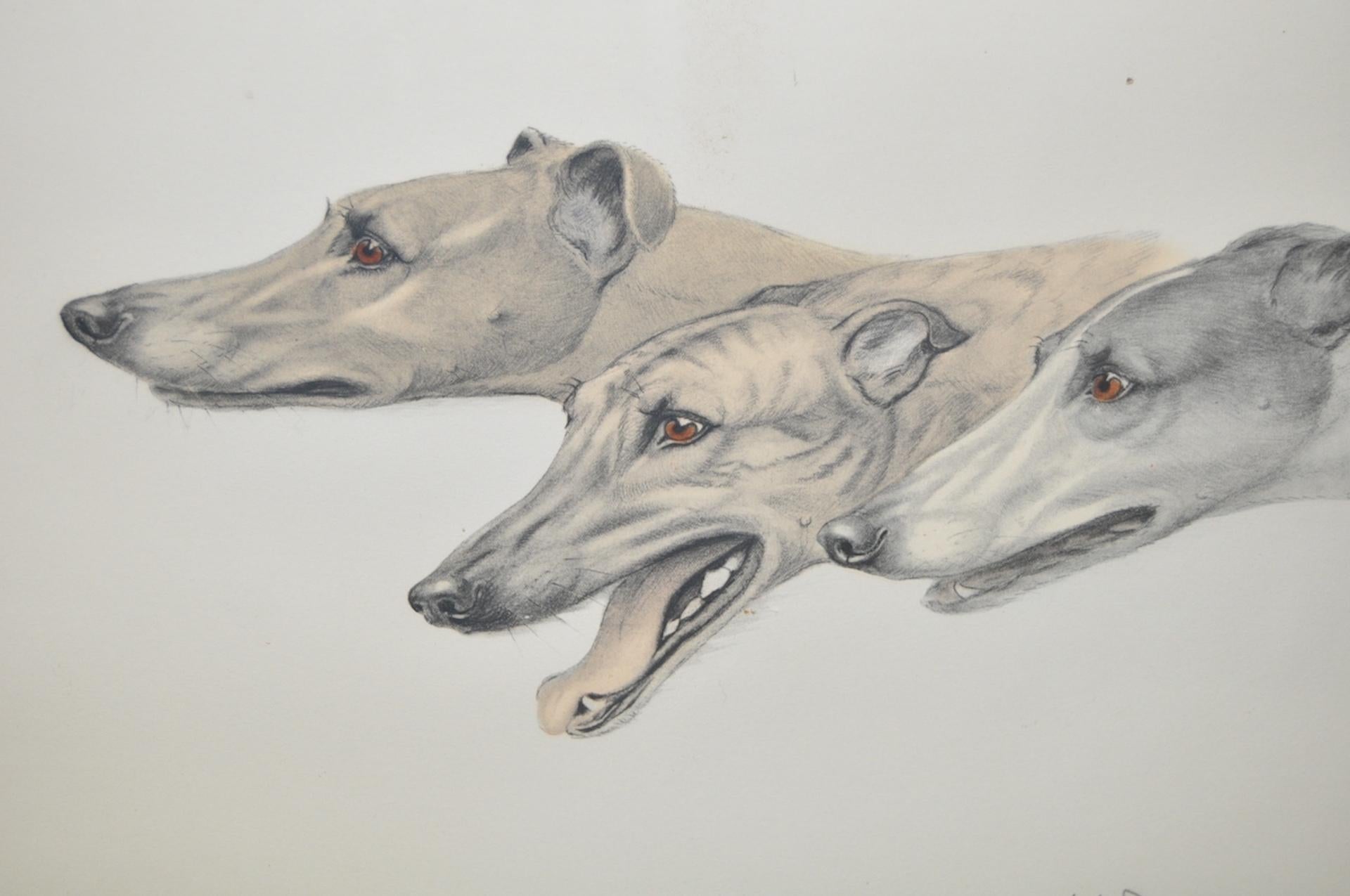 Greyhounds by Leon Danchin c.1920

Fine etching by listed French artist Leon Danchin (1887-1939)

These beautiful greyhounds nearly come to life in this color etching.

Strong pencil signature in the lower right corner. Number 281/500

Dimensions