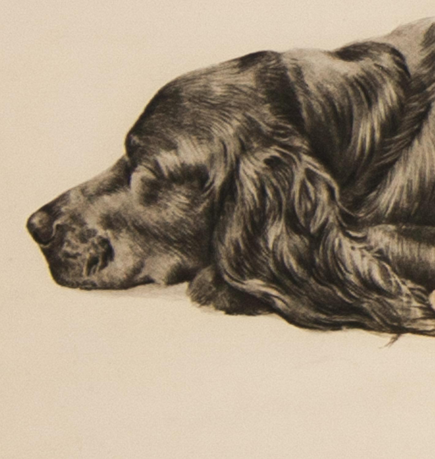    Three Cocker Spaniels is an original color etching by well known French sports artist Leon Danchin. The three Spaniels are in waiting mode with two lying down and one sitting and they look as though they know they are sitting for their portrait.