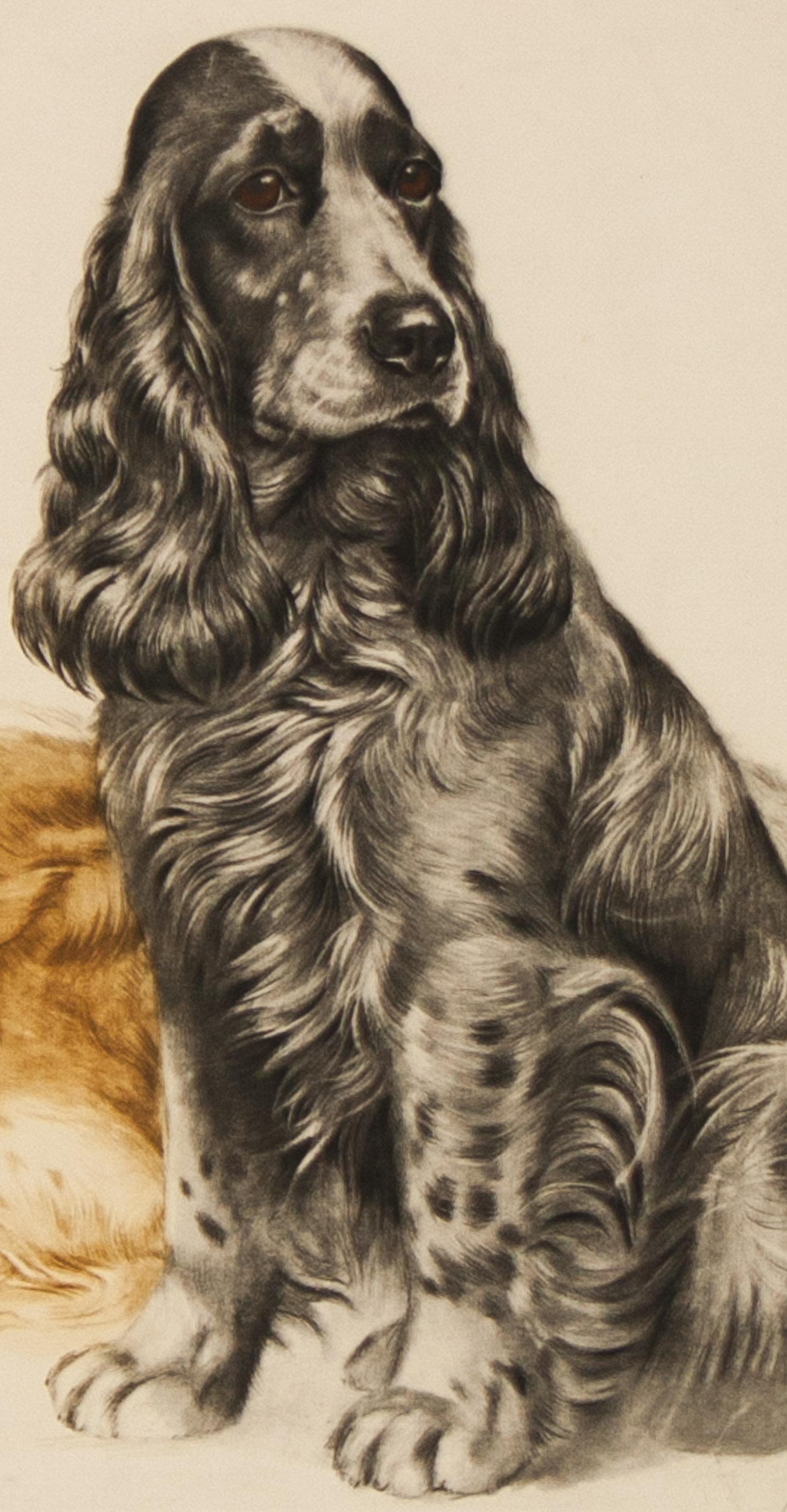        Three Cocker Spaniels is an original color etching by well known French sports artist Leon Danchin. The three Spaniels are in waiting mode with two lying down and one sitting and they look as though they know they are sitting for their