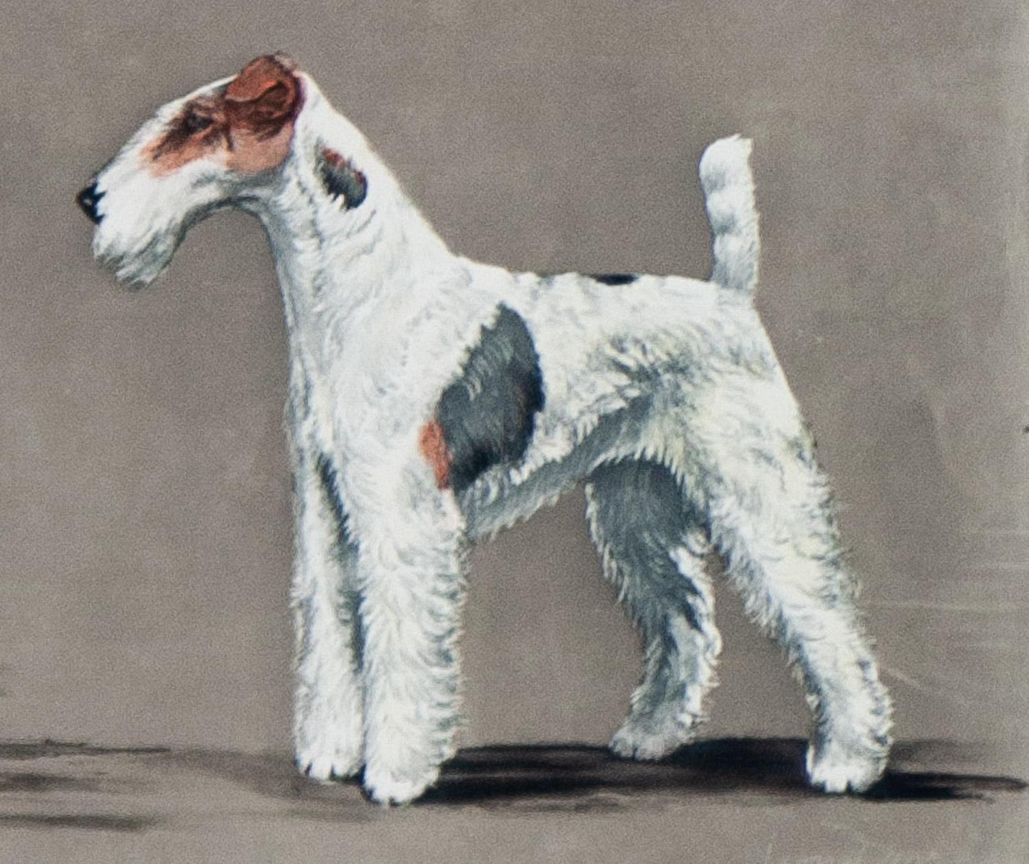      Two Fox Terriers est une gravure originale signée de Léon Danchin en bon état. 
 format du papier 22,50 x 29,75  taille de l'image 15 x 20
     Léon Danchin, né à Lille en France en 1887, a commencé sa carrière d'artiste à l'âge de seize ans,