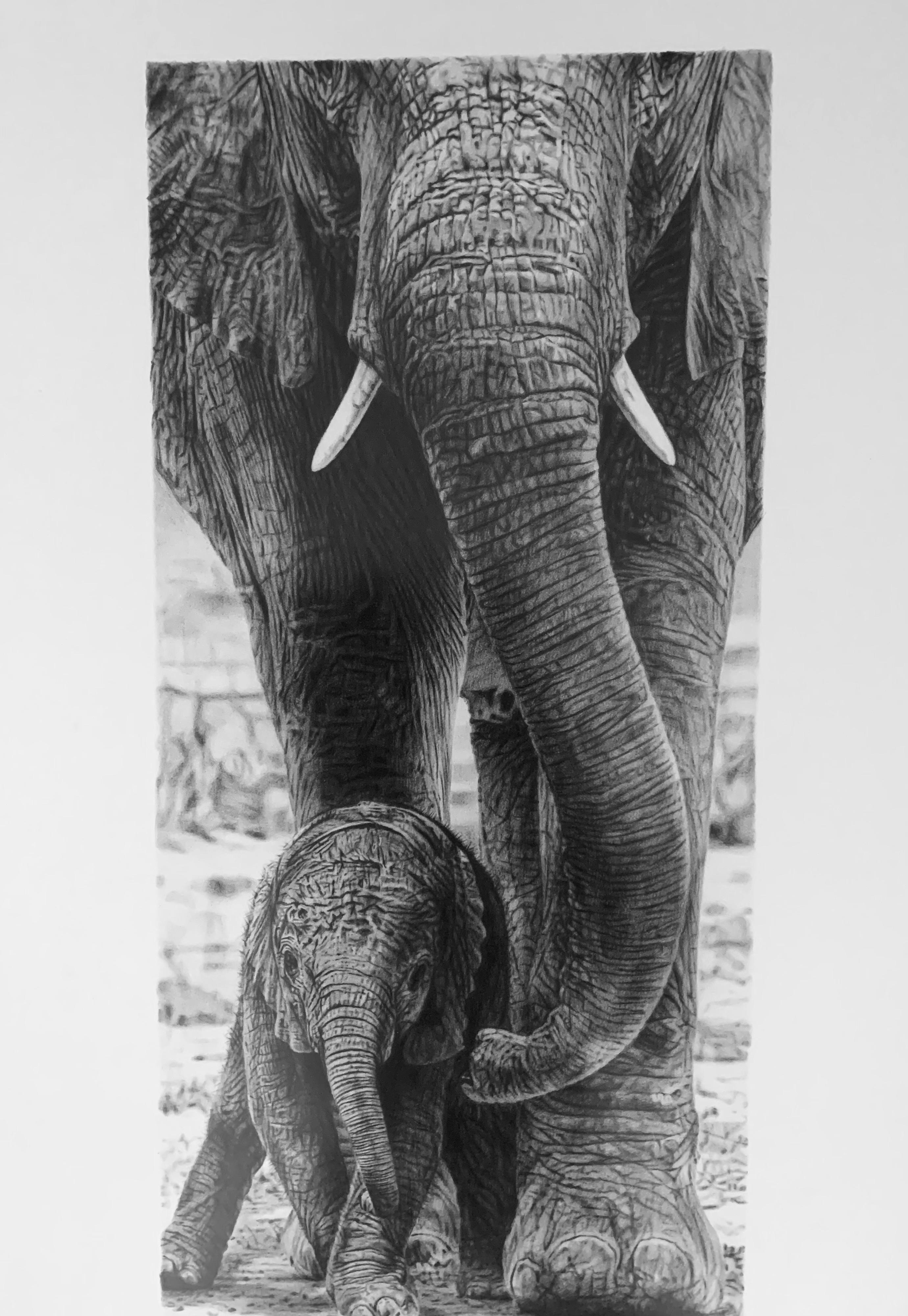 elephant pride