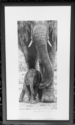 African Elephant 'Pride of the Herd' Limited Edition Framed Print 529/600