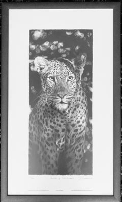 Leopard 'Prince of Darkness' Limited Edition Framed Print 197/600