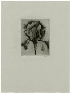 Iris ( 1 )