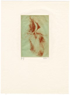 Iris (2)