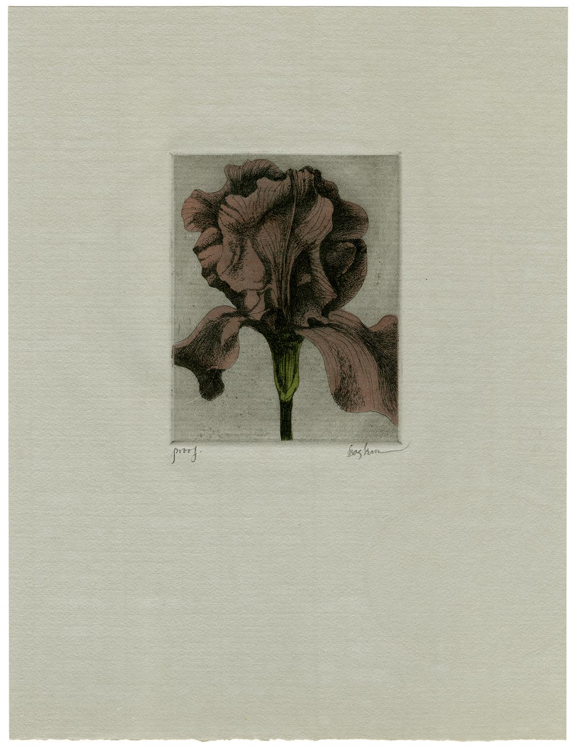 Iris (3) - Print by Leonard Baskin