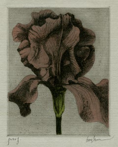 Iris (3)