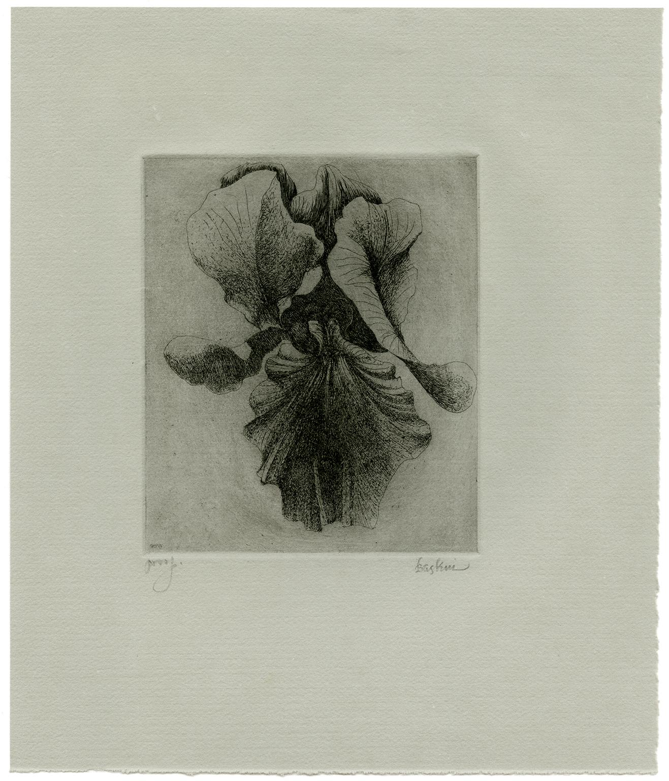 Iris (4) - Print by Leonard Baskin