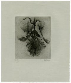 Iris (4)