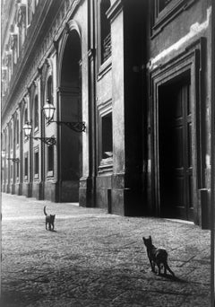 Cats, Naples, Italy, Black and White Street Photography 1950s