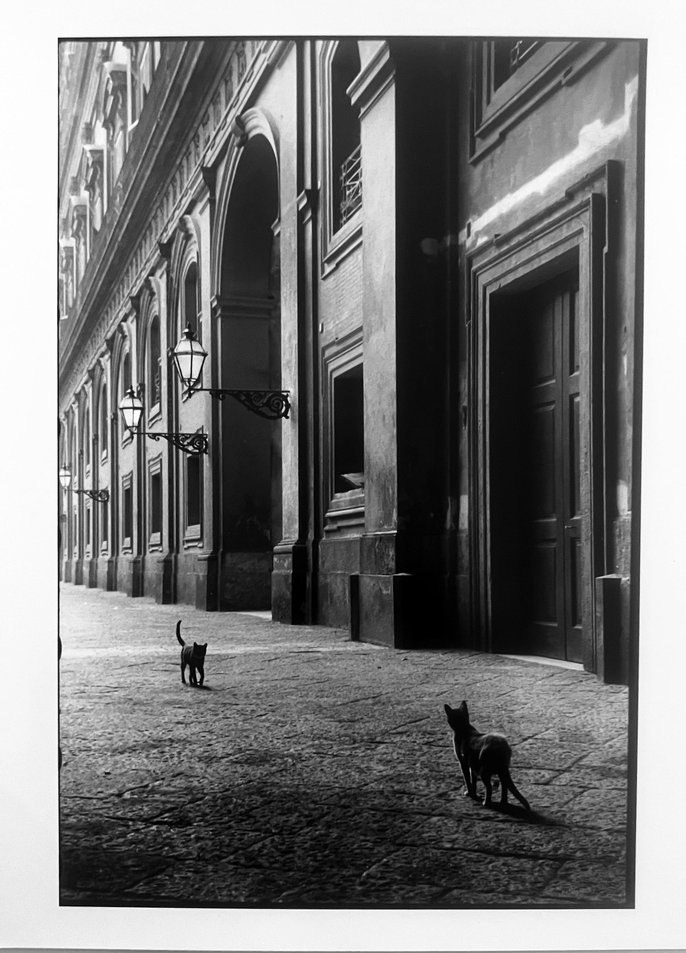 Landscape Photograph Leonard Freed - Naples, Italie, Chats, Photographie de rue en noir et blanc des années 1950
