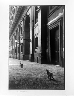 Cats, Naples, Italy, Black and White Street Photography 1950s
