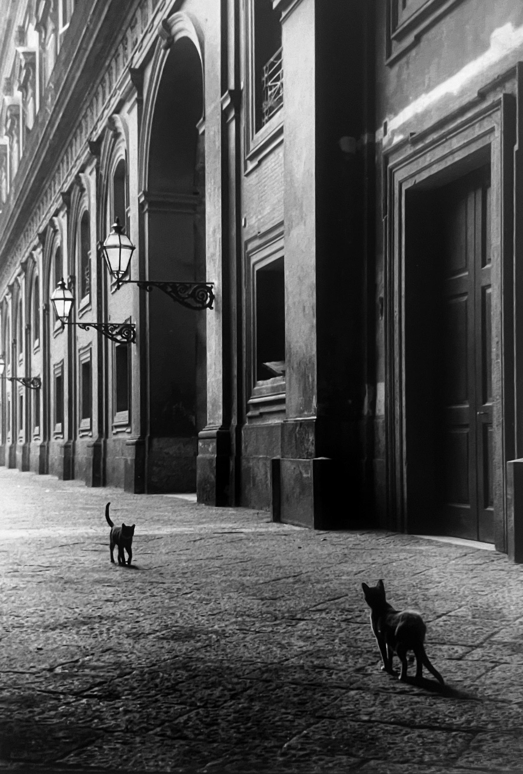 Le photographe américain Leonard Freed a beaucoup voyagé et apprécié l'Italie, un pays où il est souvent retourné et qu'il a photographié tout au long de sa longue carrière de photographe. Cats, Naples, Italie, 1956 par Freed est un tirage