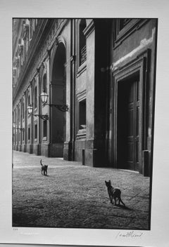 Cats, Naples, Italy, Black and White Street Photography 1950s, Limited Edition