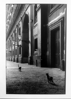 Vintage Cats, Naples, Italy, Black and White Street Photography 1950s