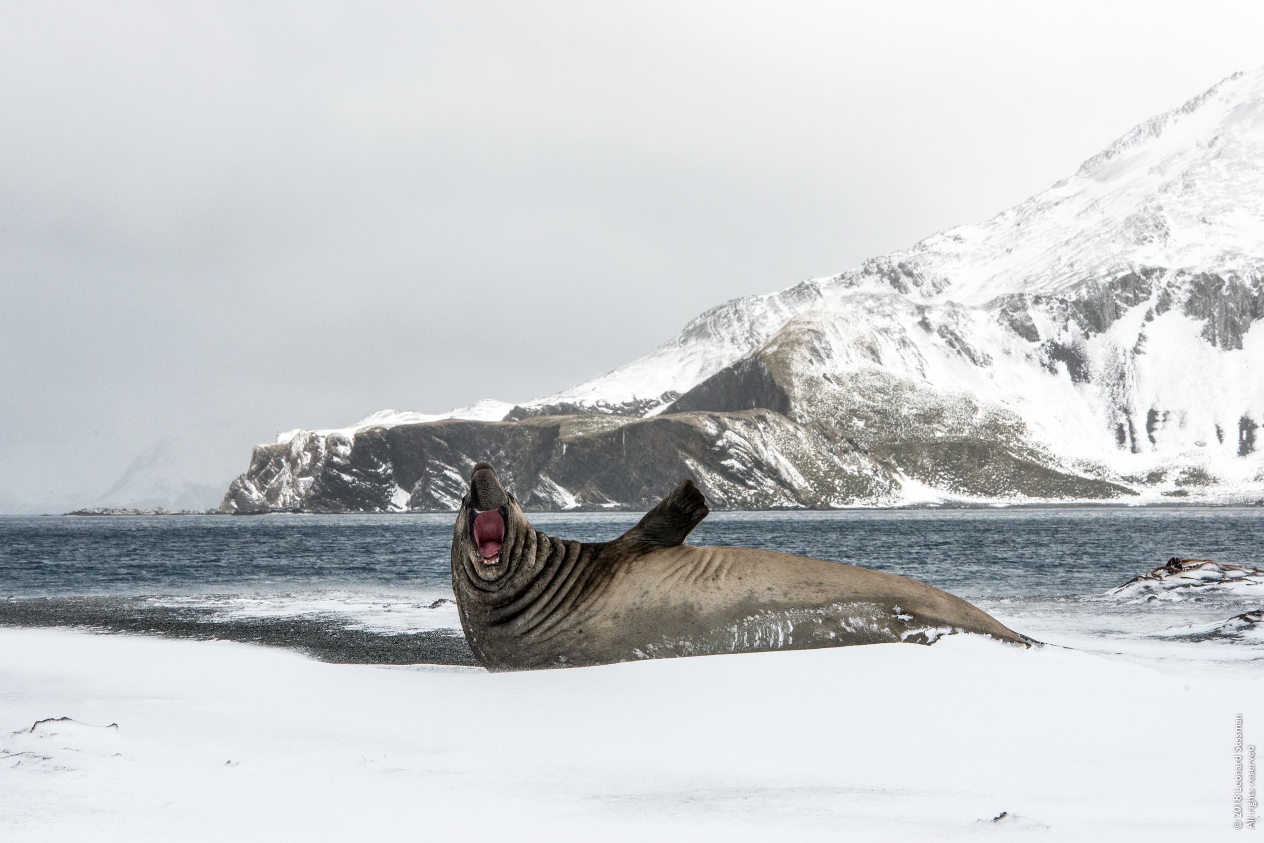 elephant seal documentary