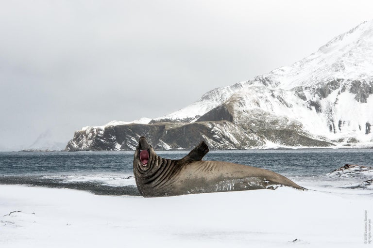 Leonard Sussman Leonard Sussman, Elephant Seal Barking, documentary animal photograph, 2018