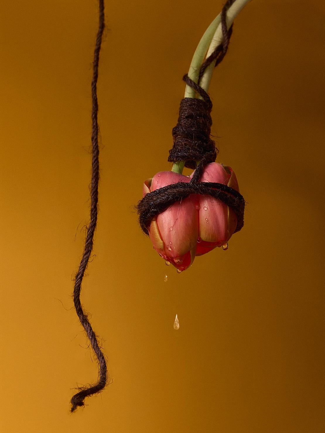 Leonardo Pucci Still-Life Photograph - Tulips 1:57AM, Paris