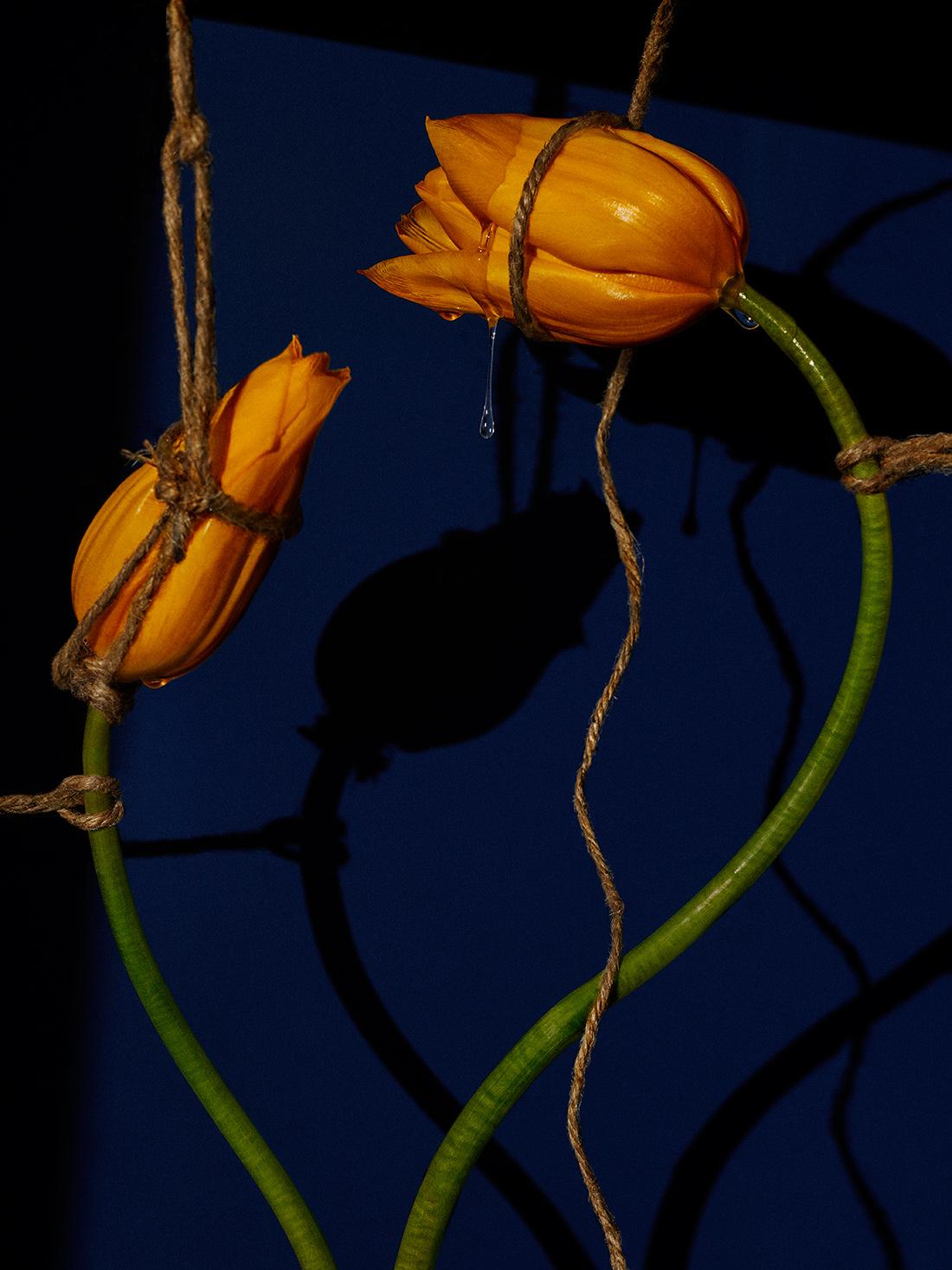 Still-Life Photograph Leonardo Pucci - Tulipes 9:27PM, Paris