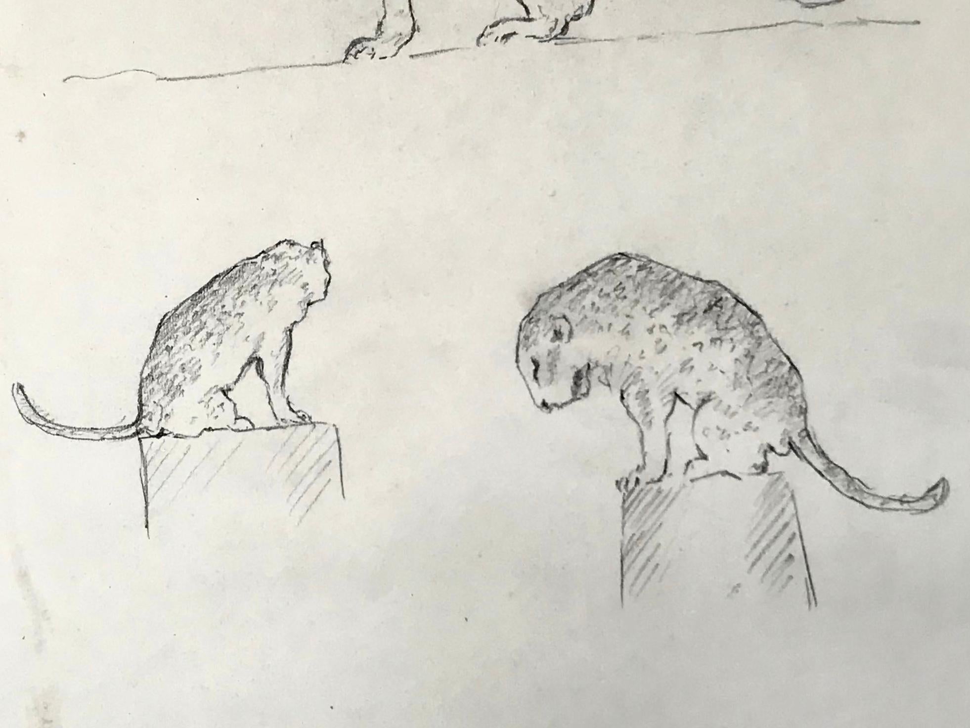 Italian Leopard Drawing, Guido Righetti, 1919