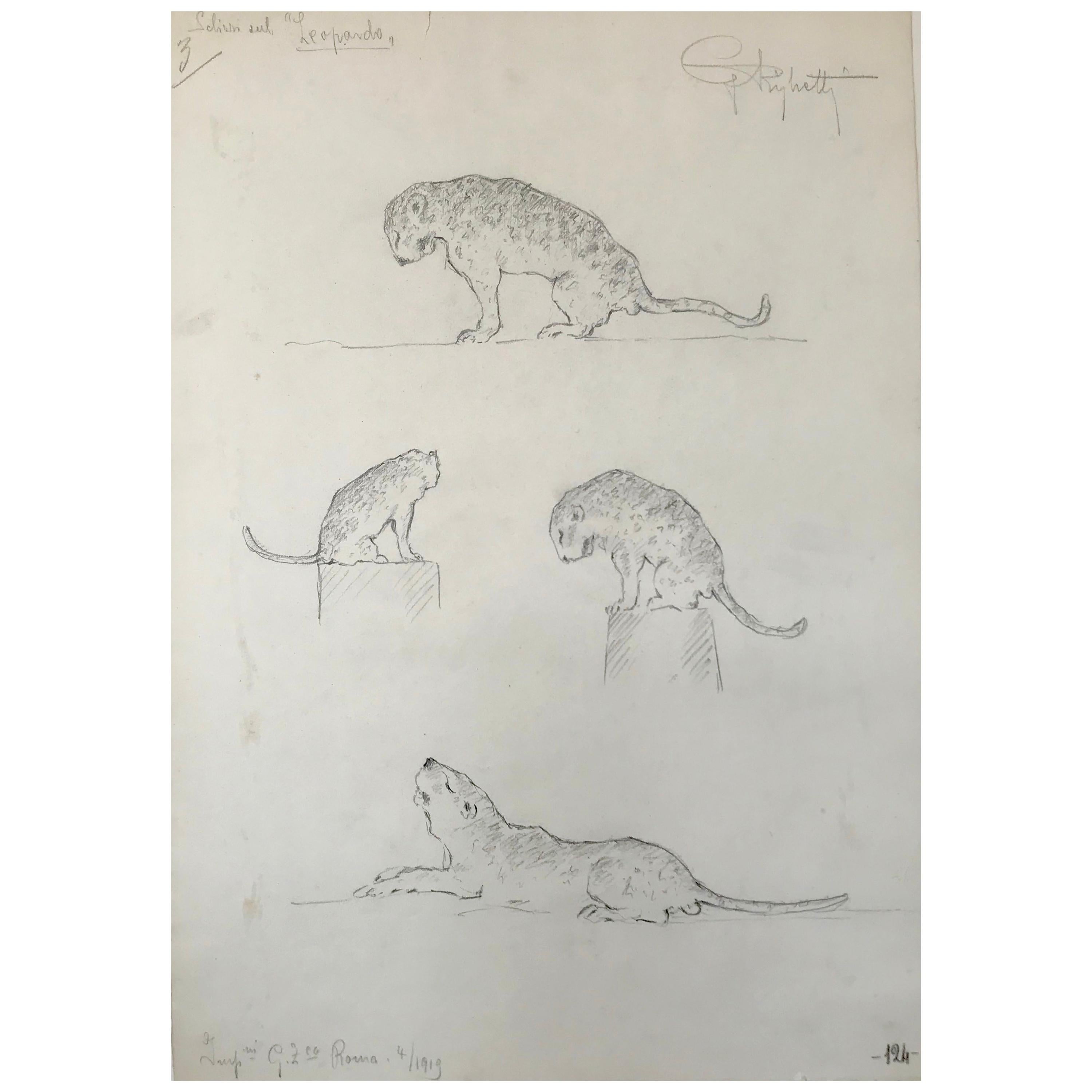 Leopard Drawing, Guido Righetti, 1919