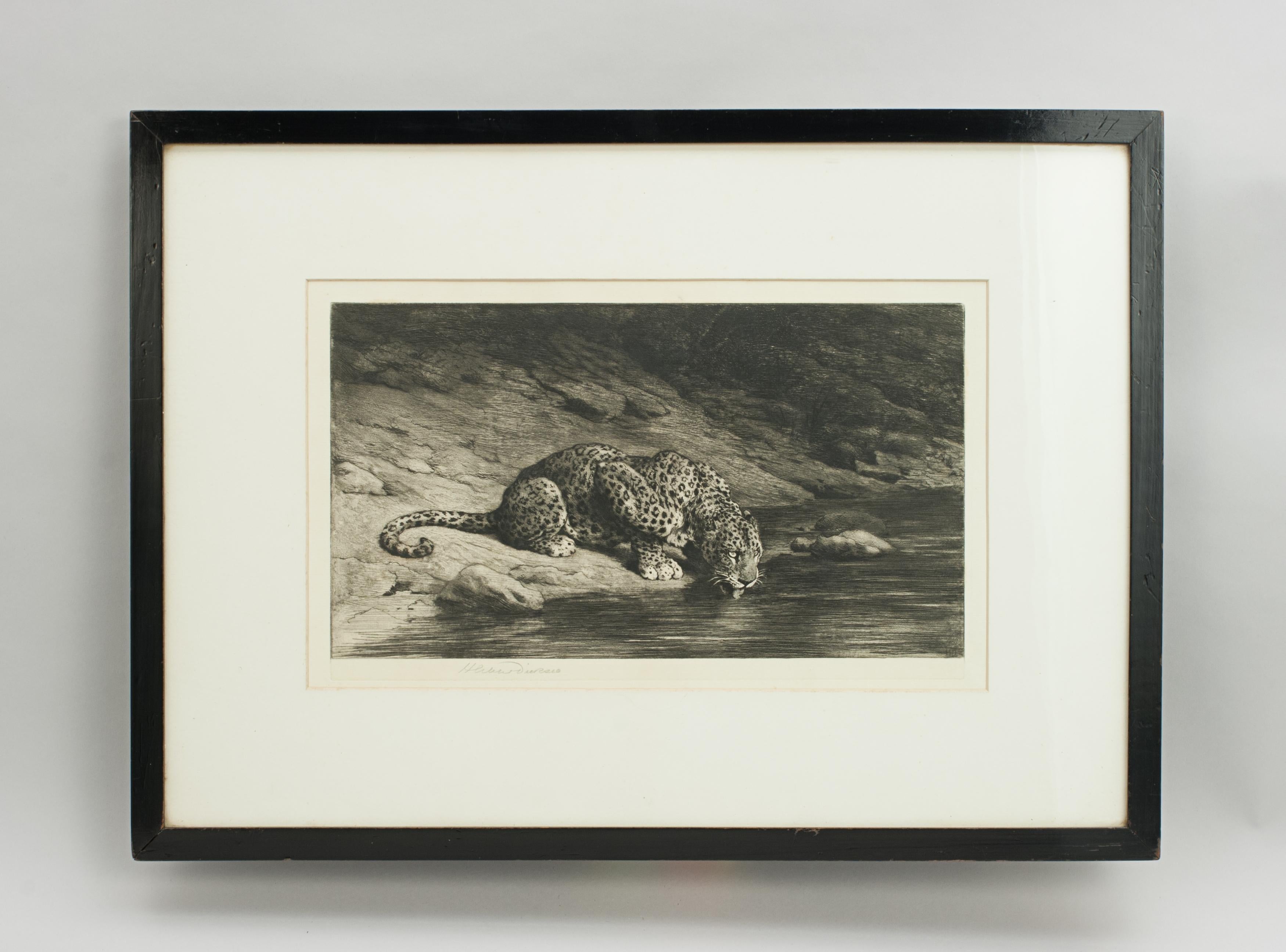 Drinking at the waters edge.
A wonderful etching of a Leopard drinking from the river by Herbert Dicksee. The powerful wildlife image is after the original by Herbert Dicksee. Signed in pencil by the artist. In original black frame with framers