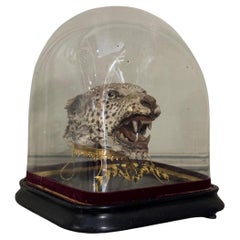 Leopard Head Under Globe, Object Of Curiosity, Circa 1900