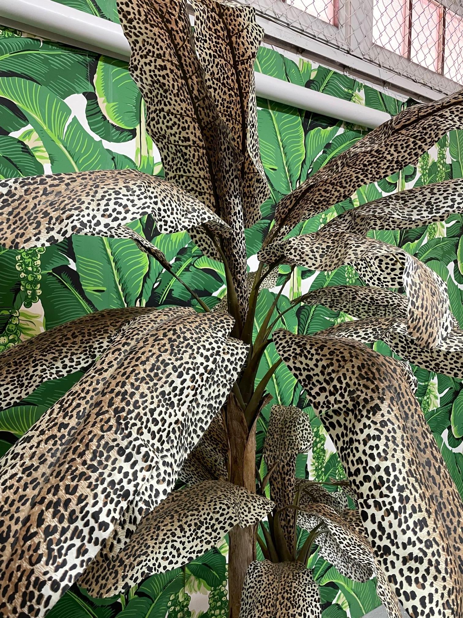 leopard palm plant