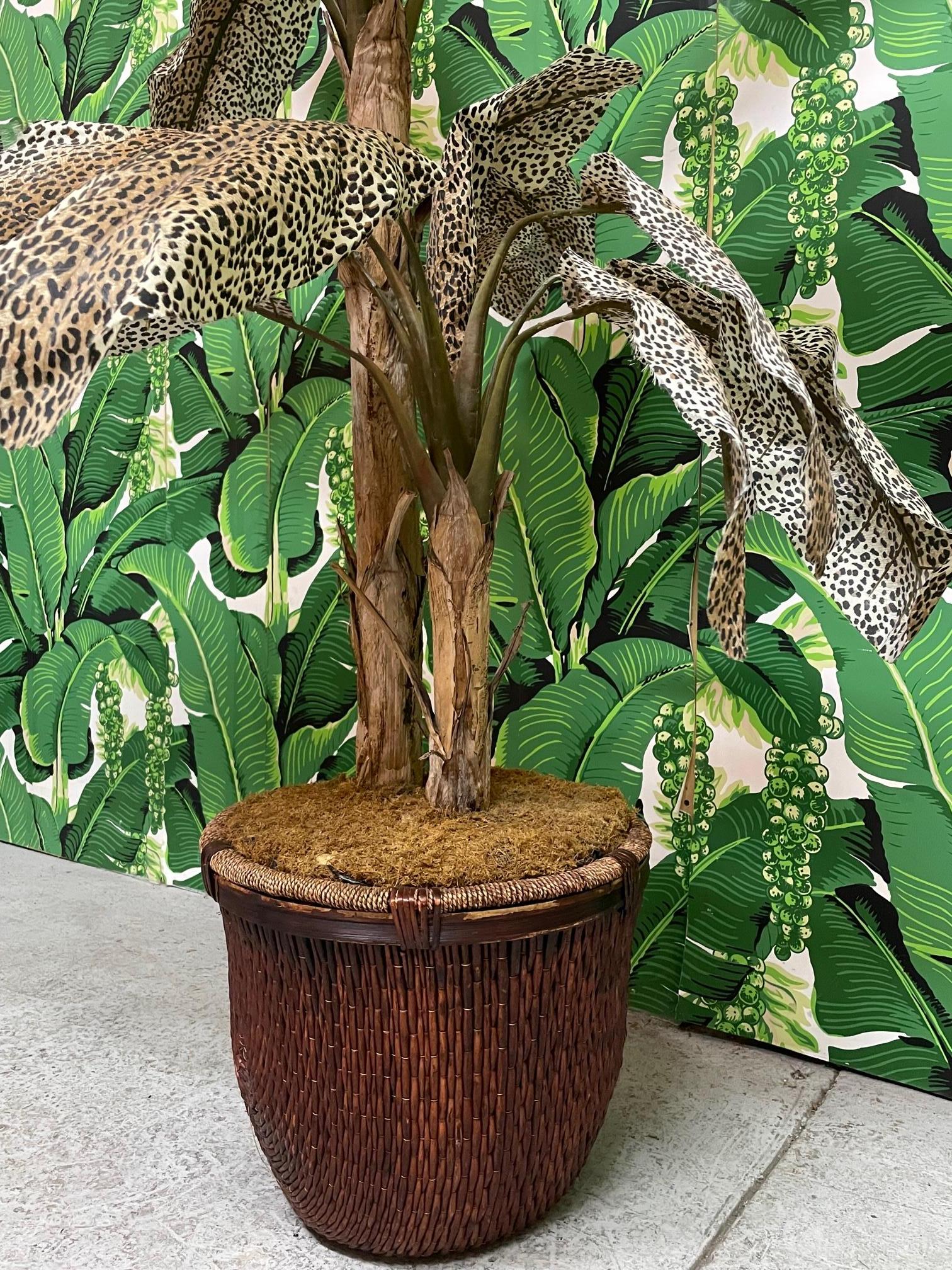 leopard palm