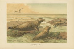 Leopard Seal – Antique Marine Mammal Chromolithograph, 1894