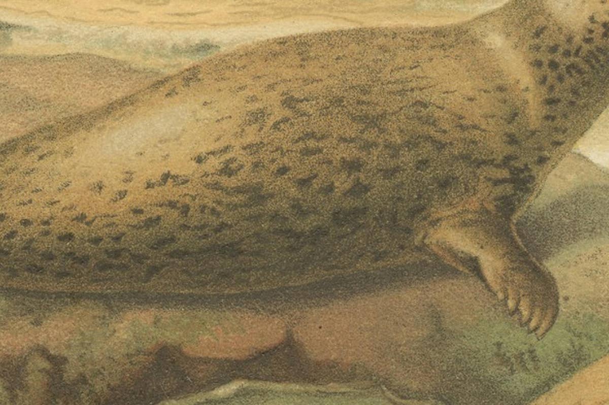 Leopard Seal – Antique Marine Mammal Chromolithograph, 1894