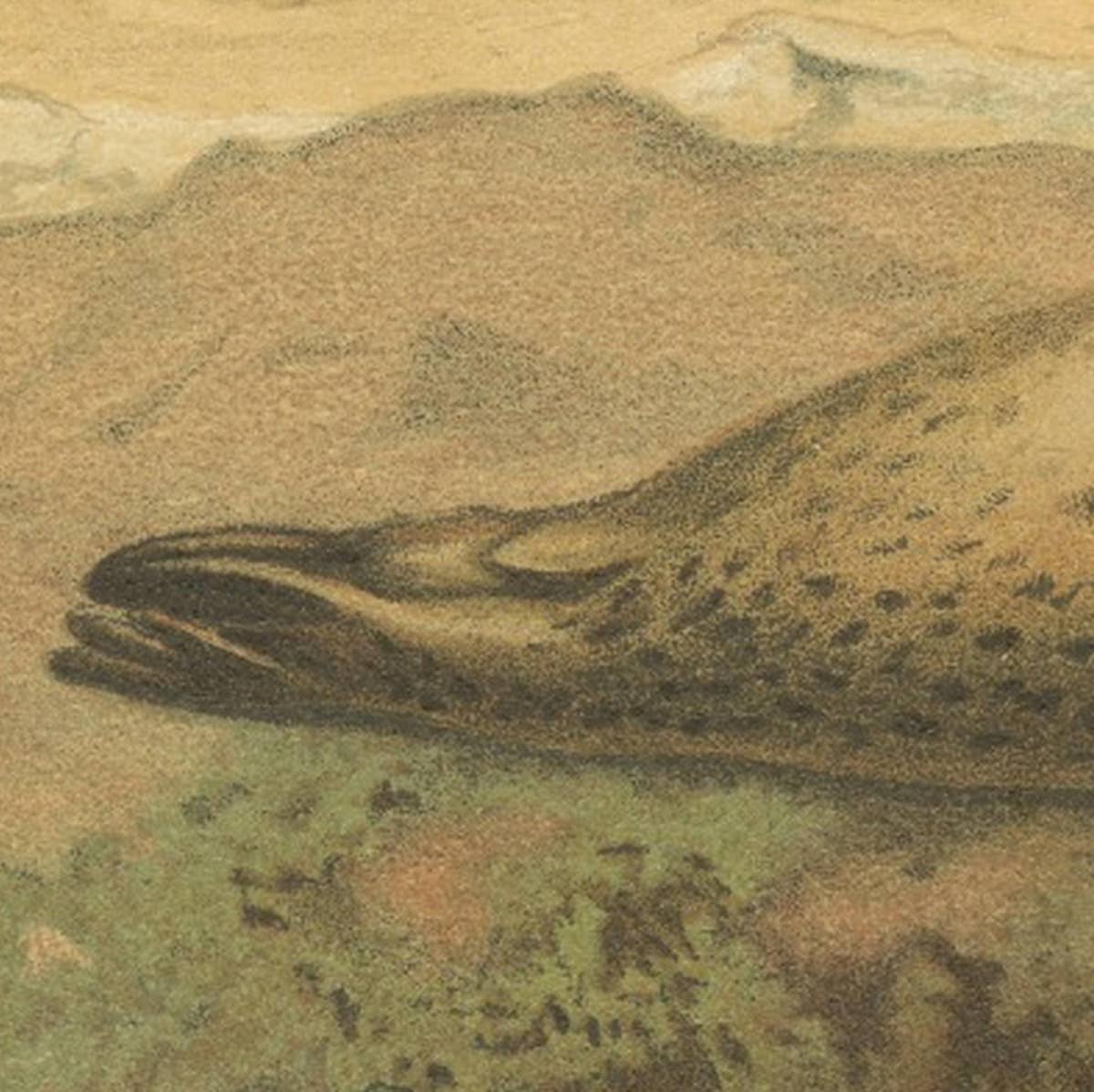 Leopard Seal – Antique Marine Mammal Chromolithograph, 1894