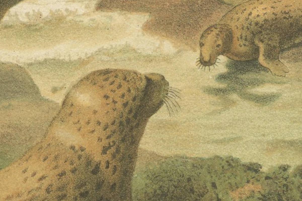 Leopard Seal – Antique Marine Mammal Chromolithograph, 1894