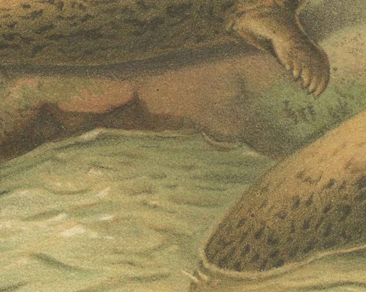 Leopard Seal – Antique Marine Mammal Chromolithograph, 1894