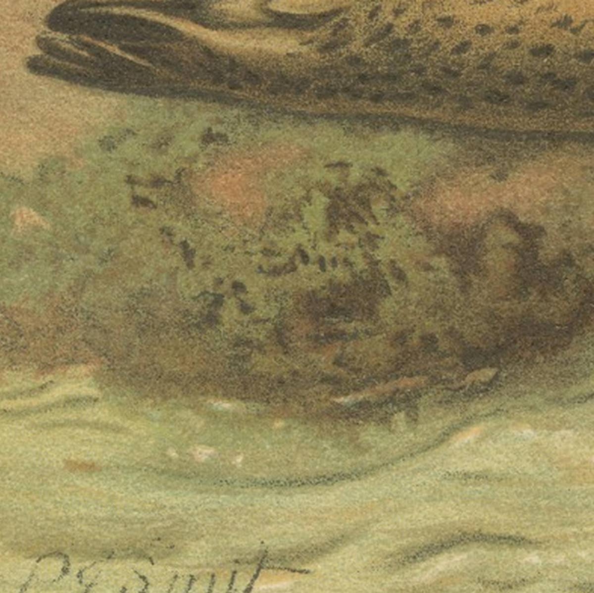 Leopard Seal – Antique Marine Mammal Chromolithograph, 1894