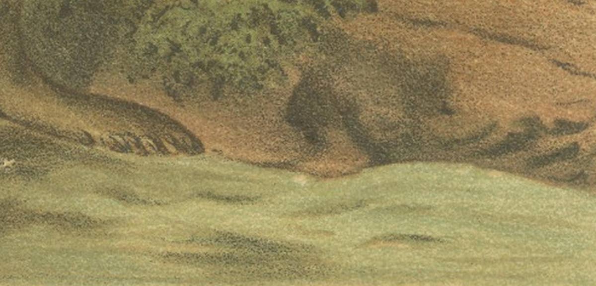 Leopard Seal – Antique Marine Mammal Chromolithograph, 1894