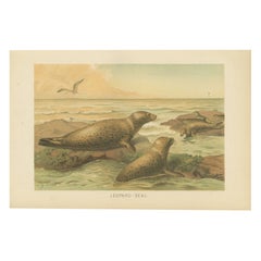 Leopard Seal – Antique Marine Mammal Chromolithograph, 1894