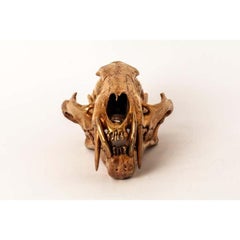 Leopard Skull (AM)
