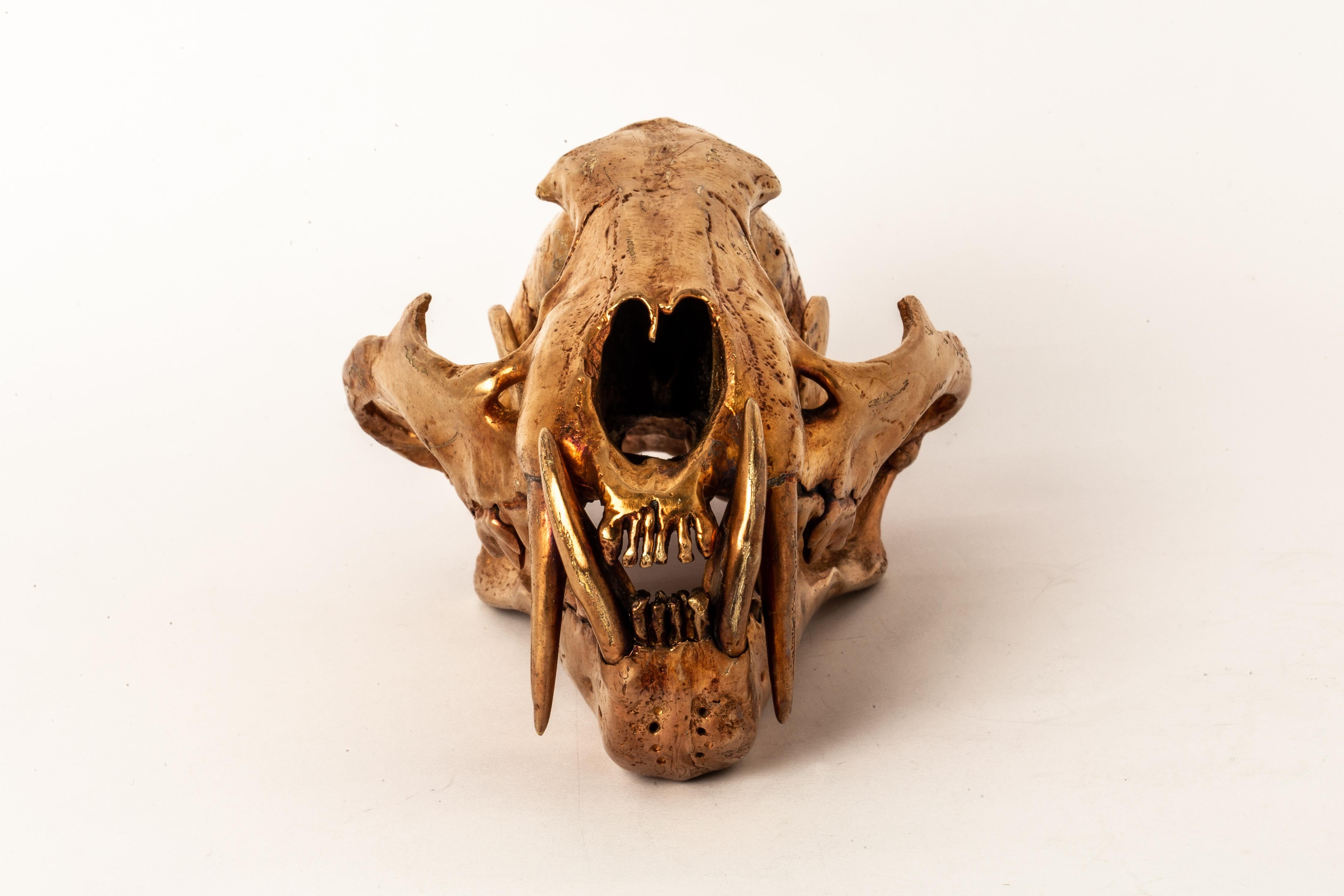 Leopard Skull in brass. Brass substrate electroplated with 18k Rose Gold. It is a striking and intriguing piece of art, capturing the essence of the majestic leopard in a unique and captivating form. Its construction adds a touch of elegance to the