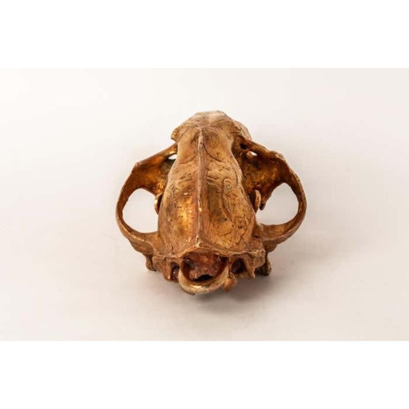 Leopard Skull (AM) In New Condition For Sale In Hong Kong, Hong Kong Island